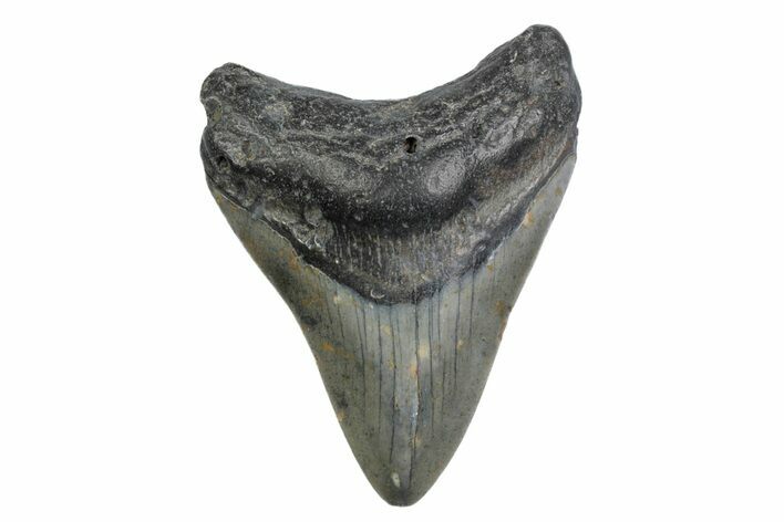 Fossil Megalodon Tooth - North Carolina #379141